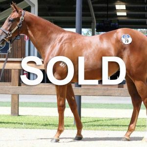 https://www.simonzahra.racing/wp-content/uploads/2021/10/Capiltalist_Filly_Sold-300x300.jpg