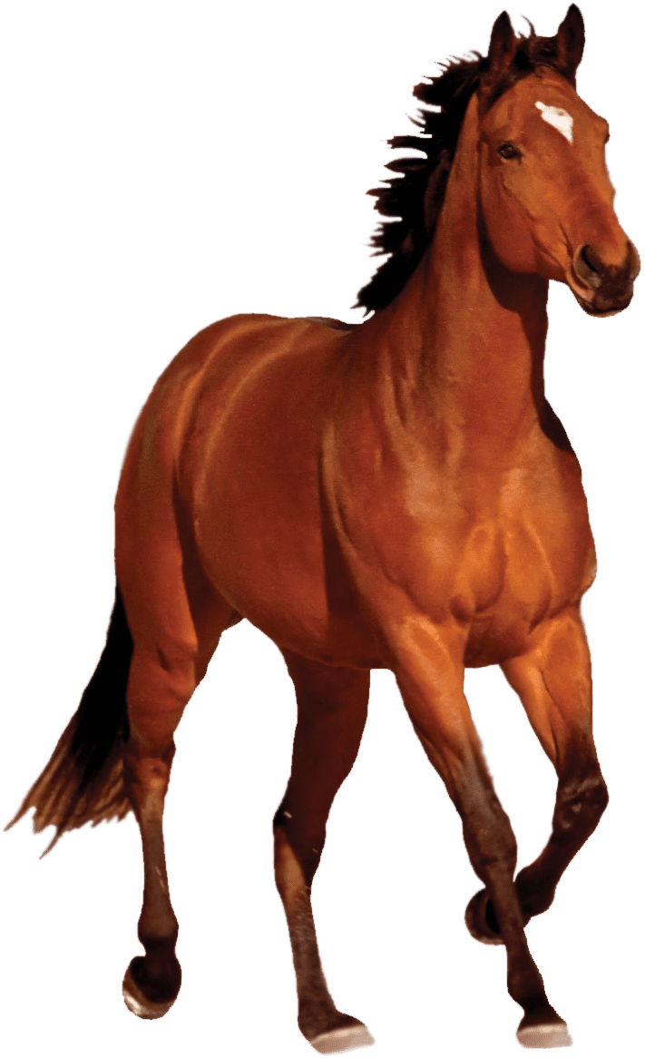 https://www.simonzahra.racing/wp-content/uploads/2021/10/new-pngfind.com-horses-png-831328.png