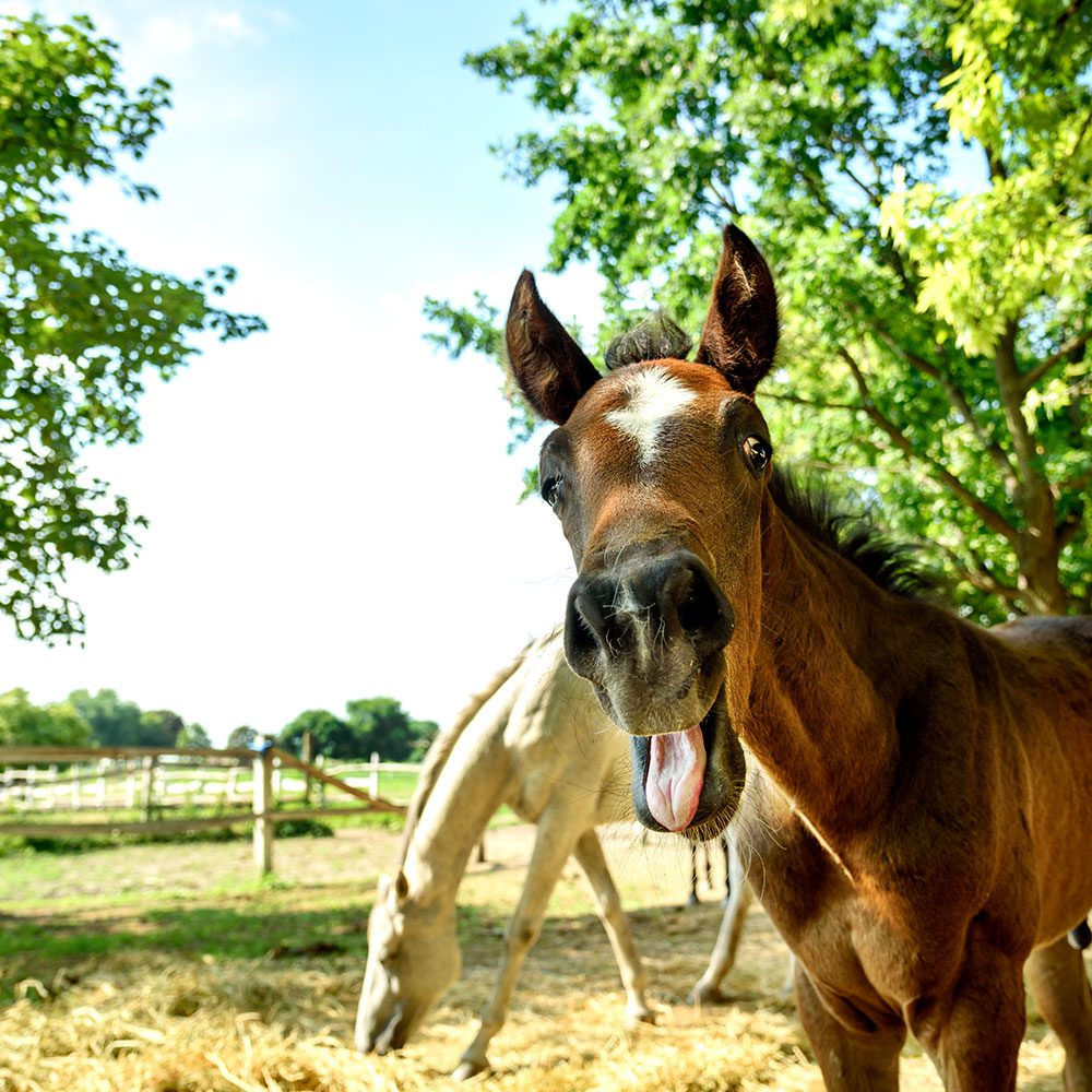 https://www.simonzahra.racing/wp-content/uploads/2021/11/Yearling-Consultation1000.jpg