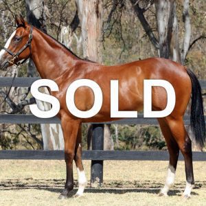 https://www.simonzahra.racing/wp-content/uploads/2022/01/Toronado-Filly_Sold-300x300.jpg