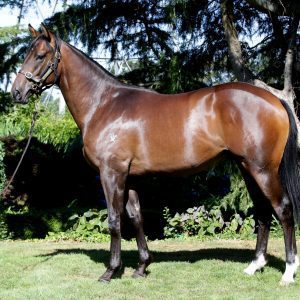 https://www.simonzahra.racing/wp-content/uploads/2022/02/Sacred_Falls_Colt-300x300.jpg