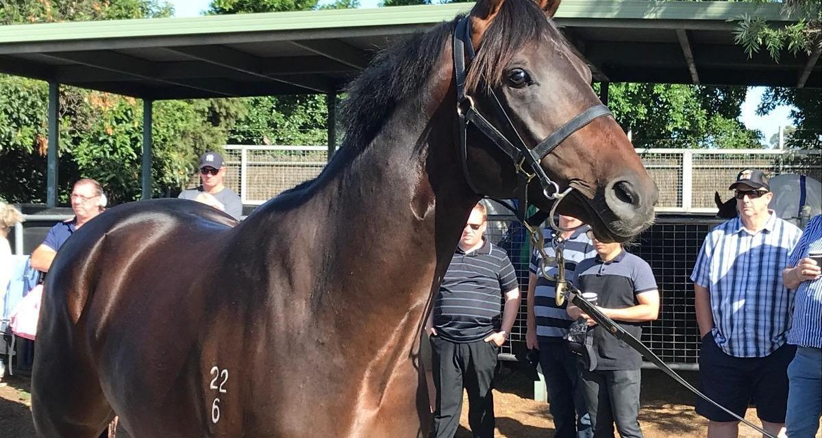 Racehorse Shares Australia