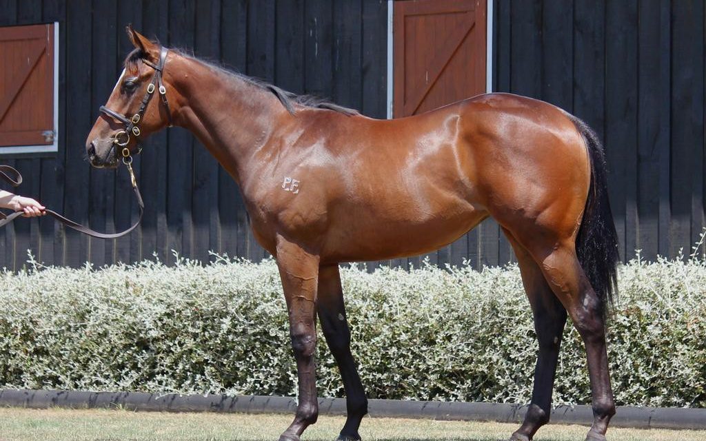 Buy Racehorse Shares Australia