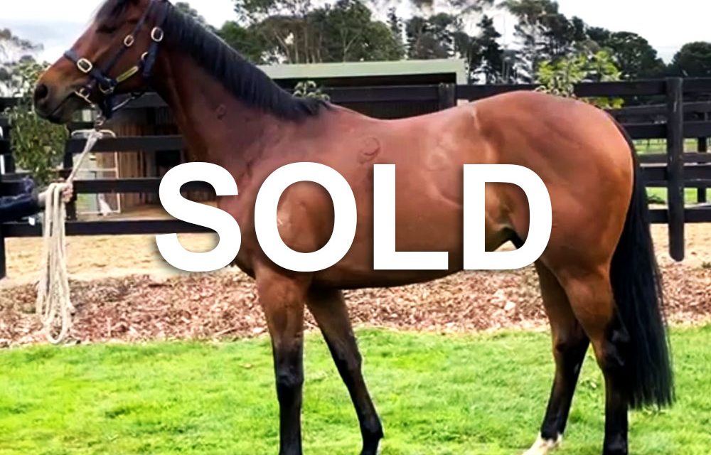 Racehorses For Sale