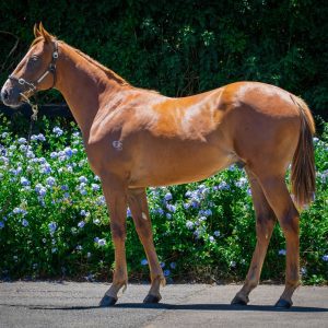 https://www.simonzahra.racing/wp-content/uploads/2023/01/Snitzel-Colt-300x300.jpg