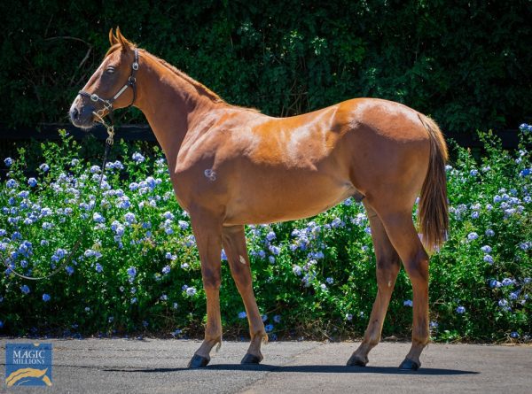 Snitzel X Swing Dance