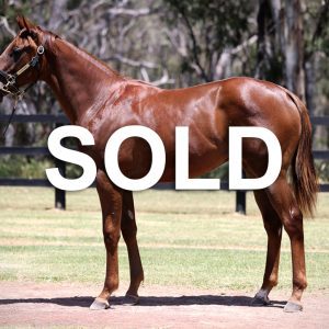 Sold Written Tycoon Filly 1