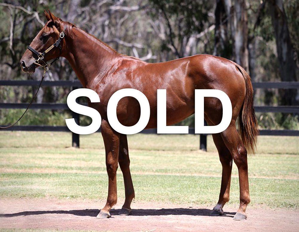 Sold Written Tycoon Filly 1