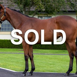 Super Seth Filly Sold