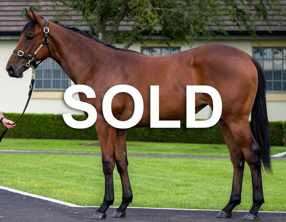 Super Seth Filly Sold