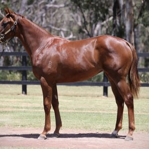 https://www.simonzahra.racing/wp-content/uploads/2023/01/Written-Tycoon-Filly_1-300x300.jpg