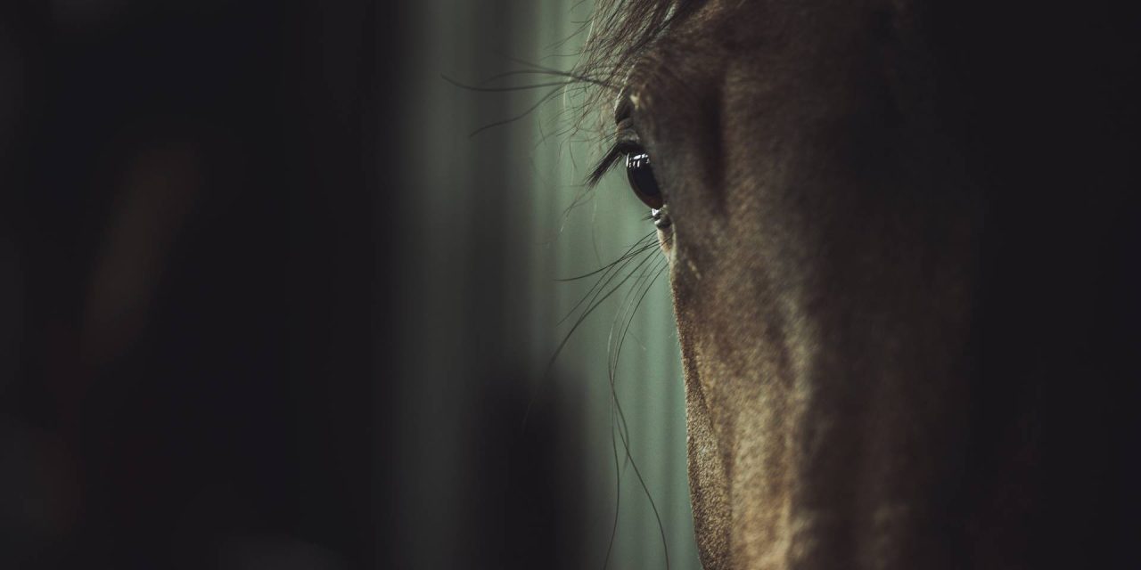 Buy A Racehorse Australia