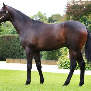 Capitalist Colt