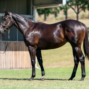 Brazen Beau x Segenhoe Valley