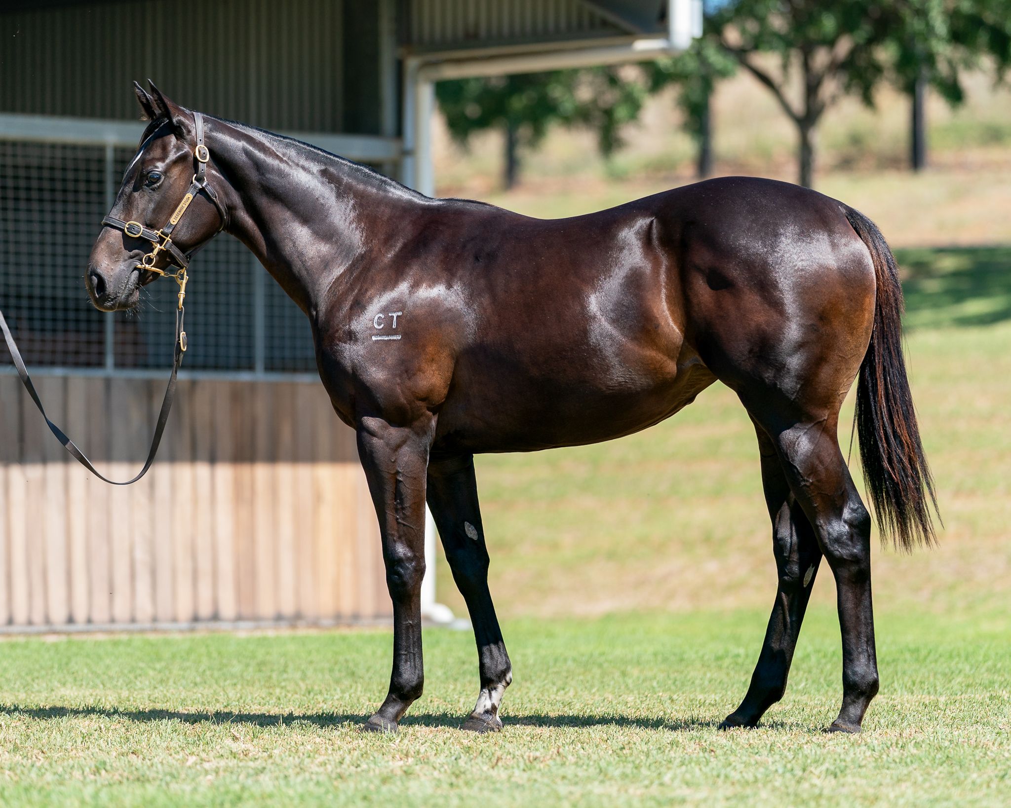 Brazen Beau x Segenhoe Valley
