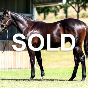 Sold Brazen Beau x Segenhoe Valley