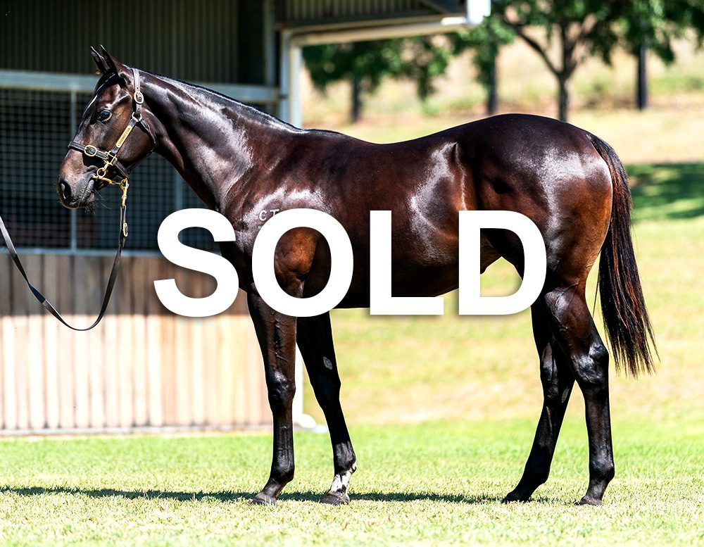 Sold Brazen Beau x Segenhoe Valley