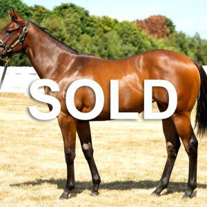 Sold Deep Field x Military Reign Image