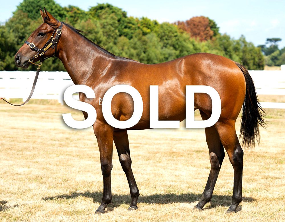 Sold Deep Field x Military Reign Image