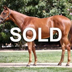 Sold The Autumn Sun x La Velata