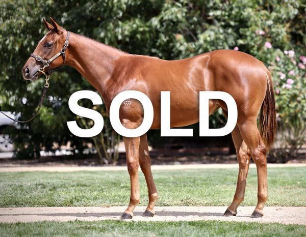 Sold The Autumn Sun x La Velata