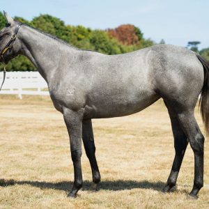 Written Tycoon X Waikato River