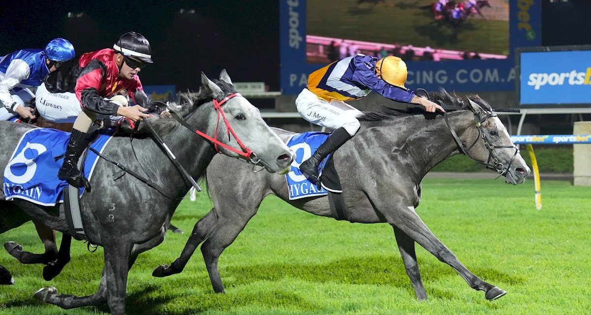 Maiden Win For The Gorgeous Grey