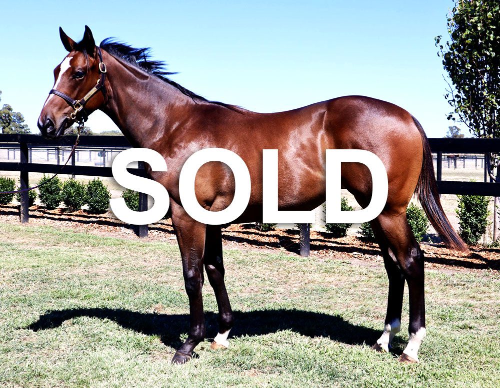 Toronado Legcut Sold