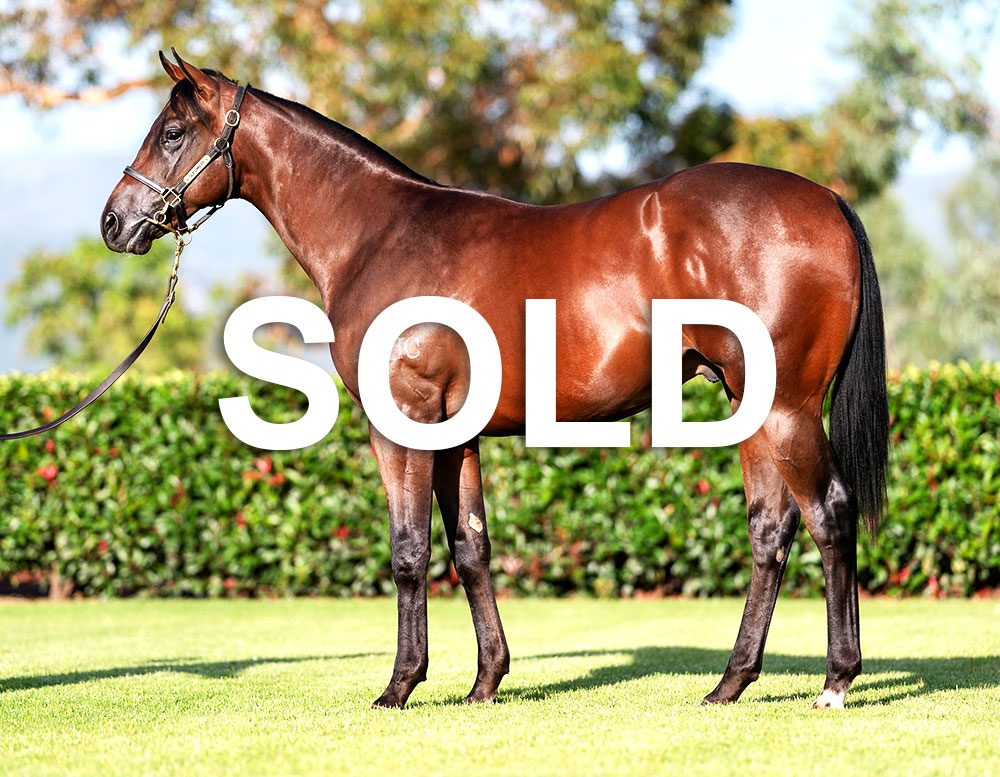 Zoustar Cross Legend Sold