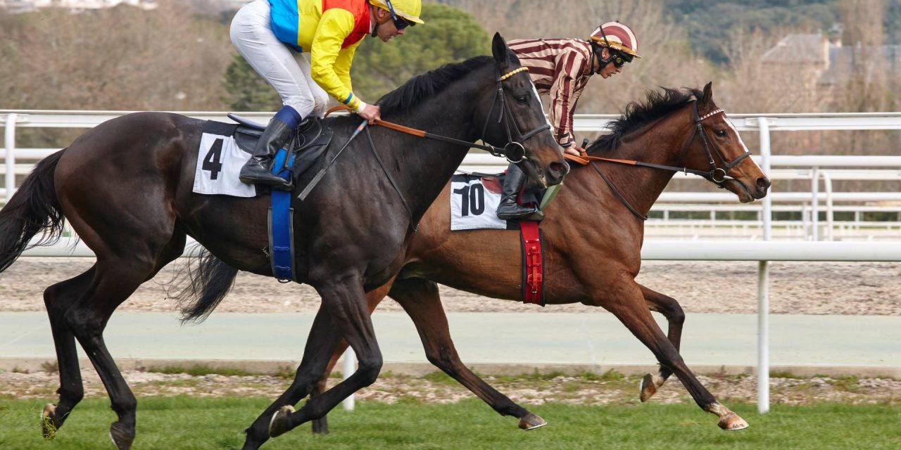 Racehorse Sales Australia 2023