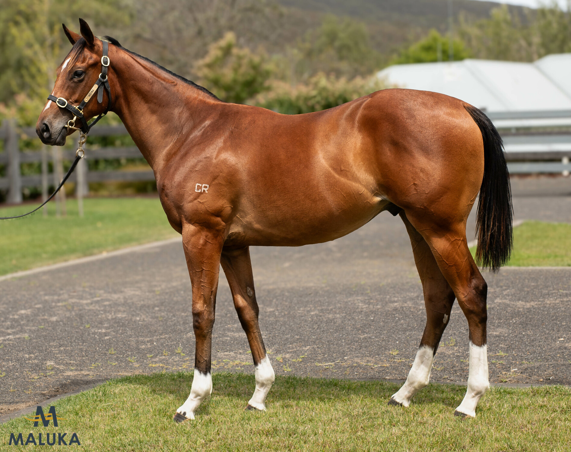 Catselvecchio Colt