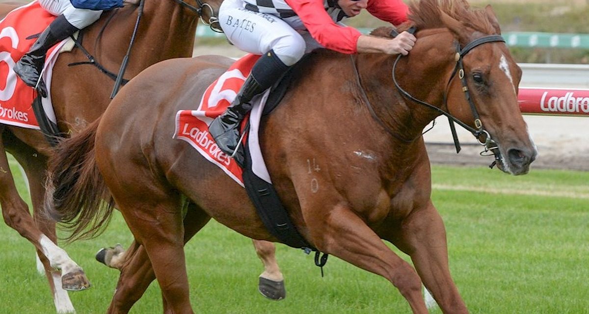 A Tough Little Filly With A Big Heart! NEW YORK STAR