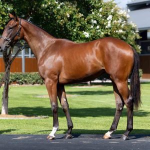 https://www.simonzahra.racing/wp-content/uploads/2026/02/Hitotsu-x-Fast-Eva-Filly-1-300x300.jpg