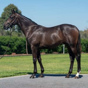 https://www.simonzahra.racing/wp-content/uploads/2026/03/Alabama-Express-x-Crowned-Eagle-Colt-300x300.jpg
