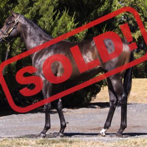 https://www.simonzahra.racing/wp-content/uploads/2026/03/Russian-Camelot-x-Single-Charge-Colt-2048x1368-sold-300x300.jpg