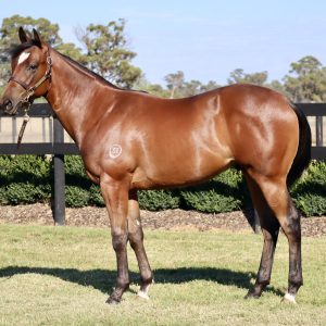 https://www.simonzahra.racing/wp-content/uploads/2026/03/Toronado-x-Fulfilling-Colt-300x300.jpg