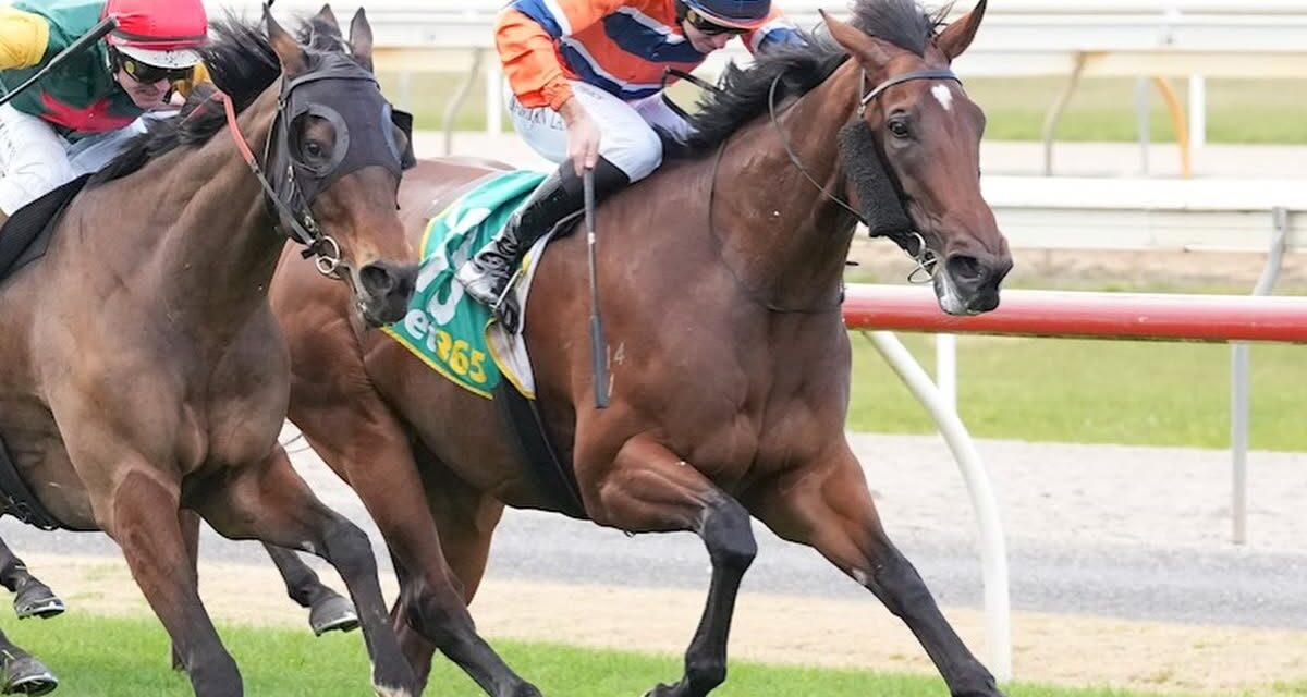 Bardia’s Dream Back At Seymour