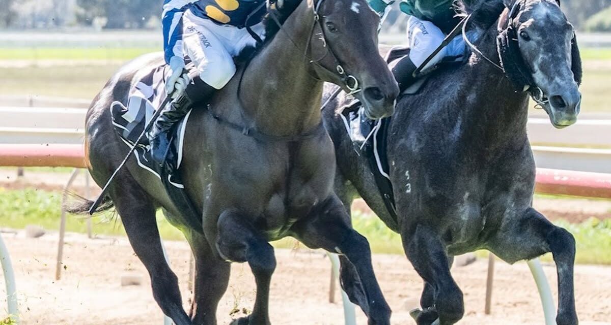 No Hesitation As Impressive First Start Winner