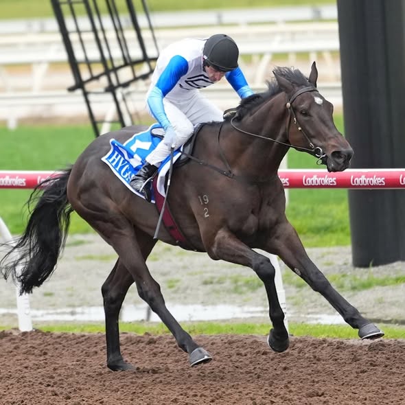 Watten Assett Wins On Synthetic At Pakenham